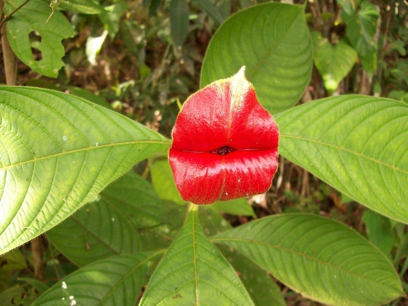 Psychotria elata, la flor del beso: verdades y mitos