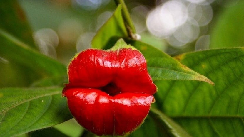 Brácteas rojas de Psychotria elata con forma de labios