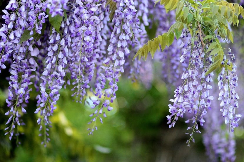 Glicina (Wisteria): soporte, poda en dos tiempos y avisos