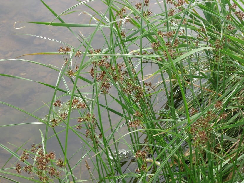 Juncia (Cyperus rotundus): cómo eliminarla del huerto