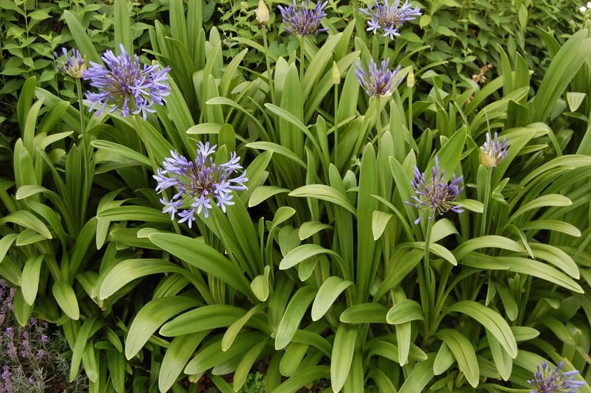 Masa de agapantos en flor con umbelas azules sobre varas altas