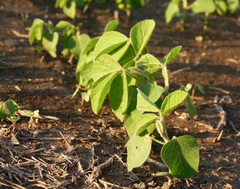 Hojas de soja, cultivo sensible a la carencia de manganeso