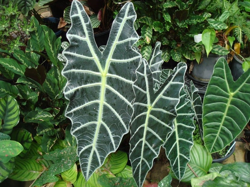 Hoja grande de Alocasia, conocida como oreja de elefante