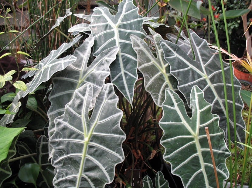 Oreja de elefante: Alocasia, Colocasia y Xanthosoma