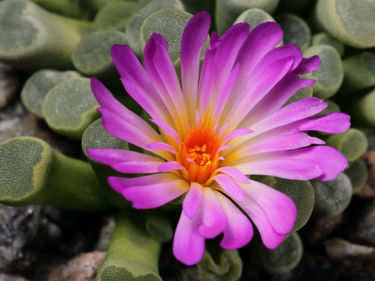 Roseta de Frithia pulchra con hojas en maza y ventana apical