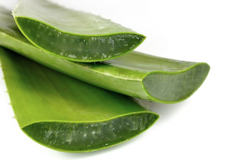 Roseta de Aloe vera con hojas carnosas verde grisáceas