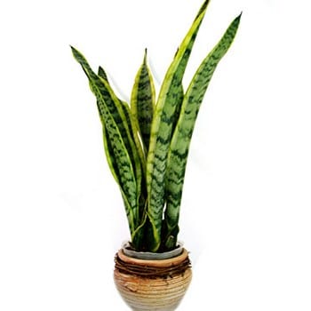 Sansevieria (Dracaena trifasciata): riego, división y CAM