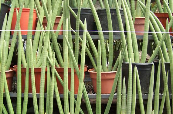 Hojas erectas de sansevieria, Dracaena trifasciata