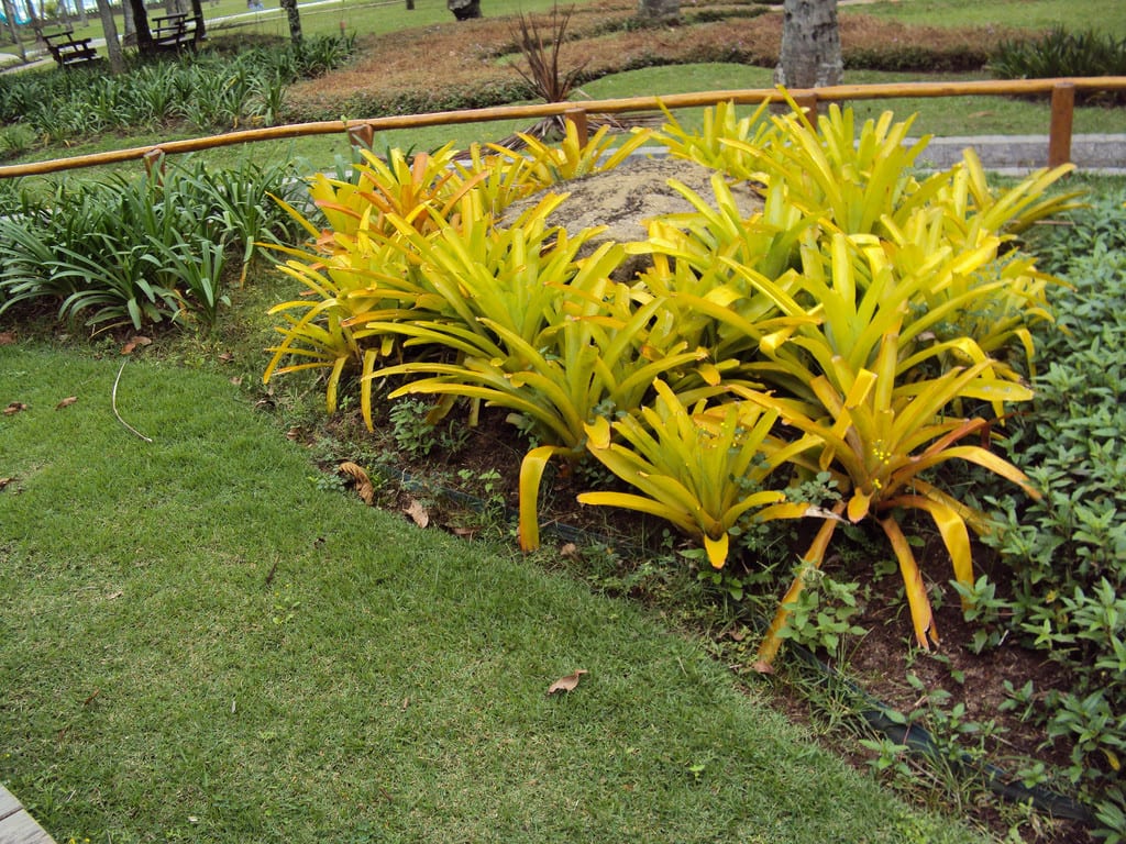 Bromelia amarilla con la roseta coloreada