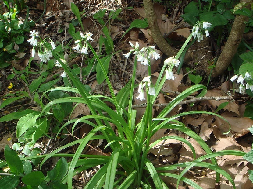 Allium triquetrum: ajo de tres filos, comestible e invasor