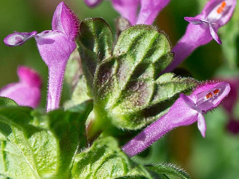Flores de Lamium amplexicaule sobre hojas abrazadoras