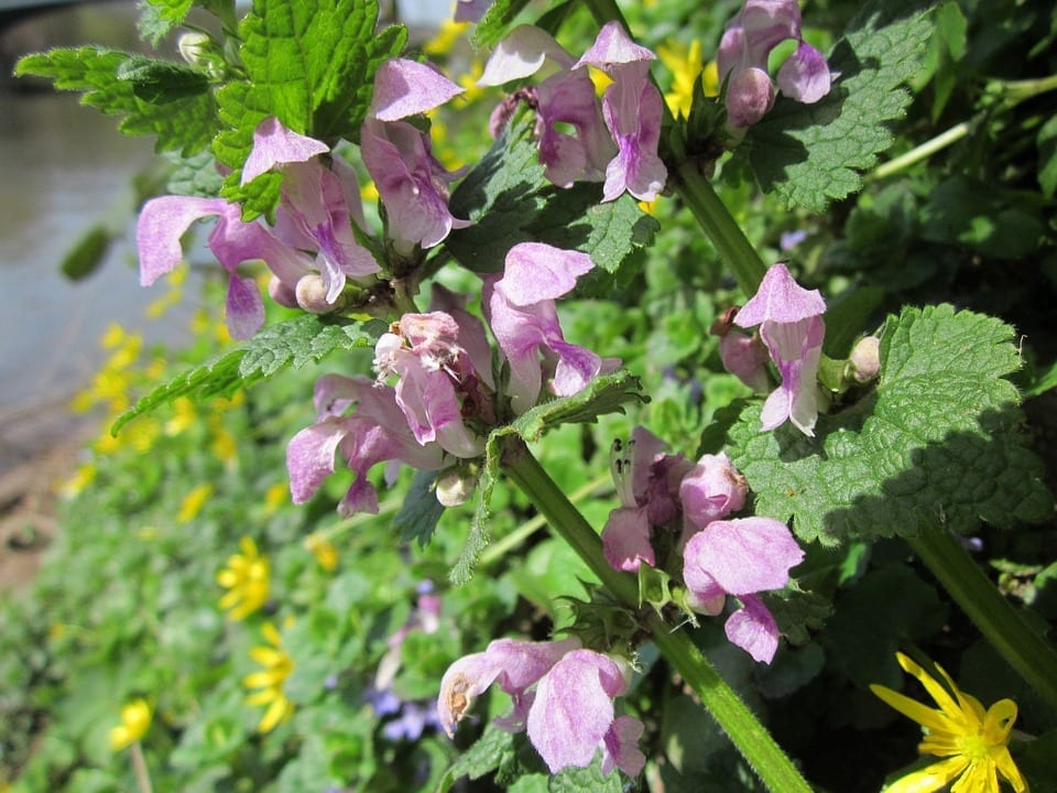 Género Lamium: las ortigas que no pican