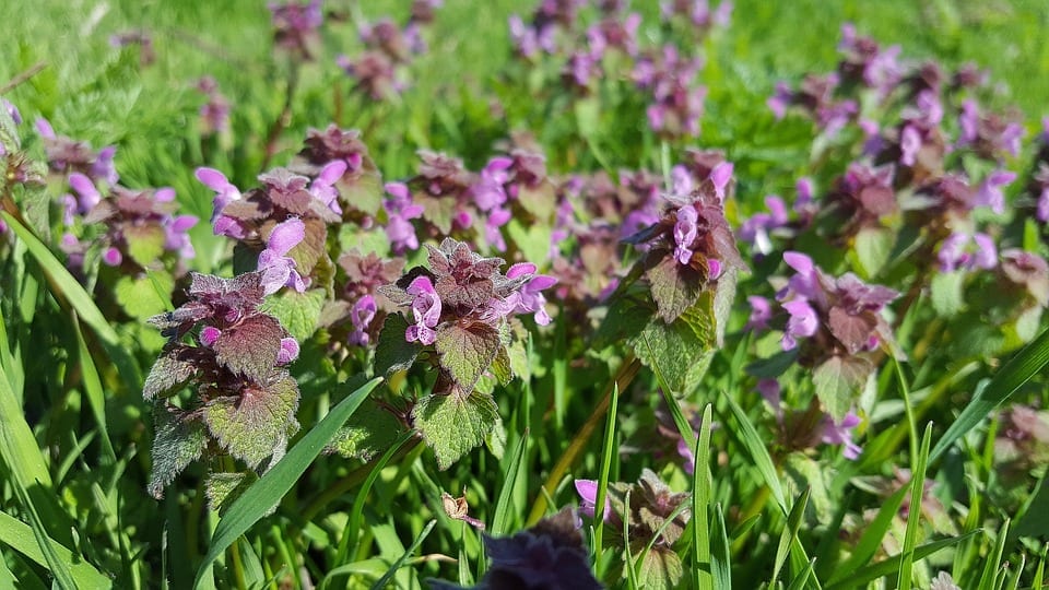 Lamium purpureum en flor con verticilastros violáceos