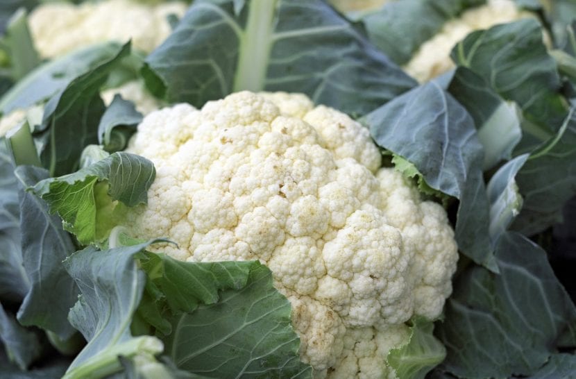 Coliflor en el huerto
