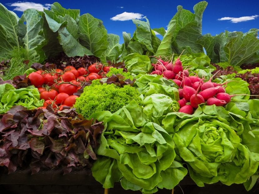 Cesta con hortalizas variadas recién recogidas