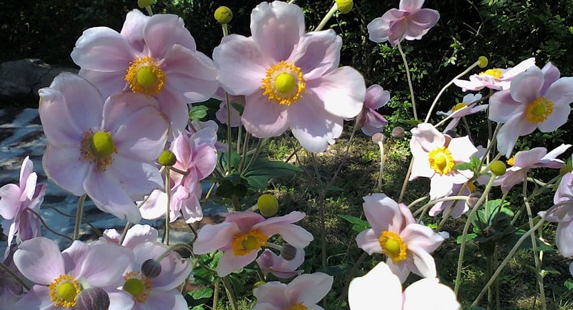 Plantas autóctonas o alóctonas en el jardín: cómo elegir