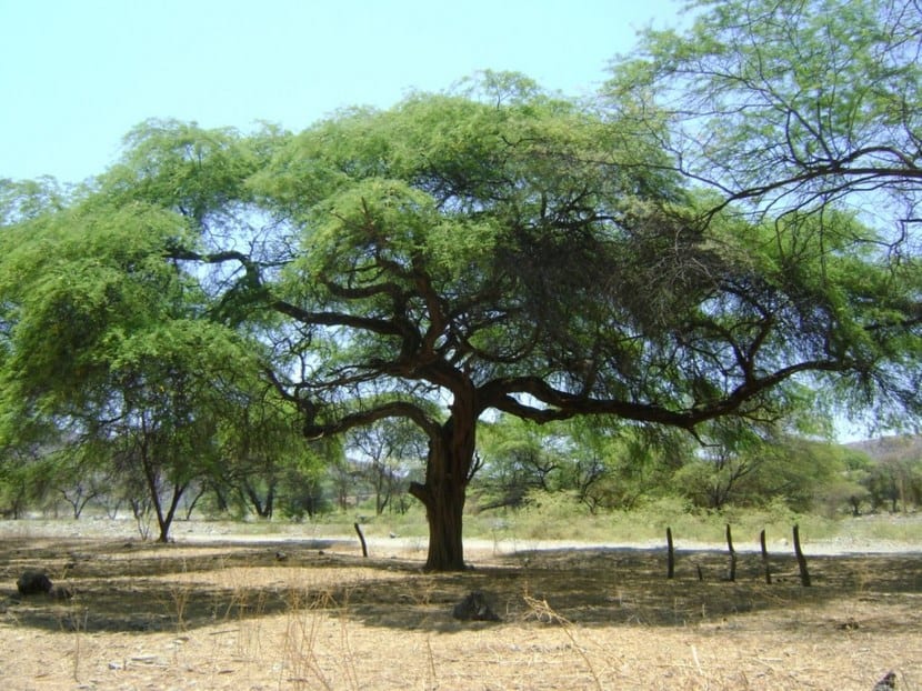 Algarrobo, árbol esclerófilo del Mediterráneo