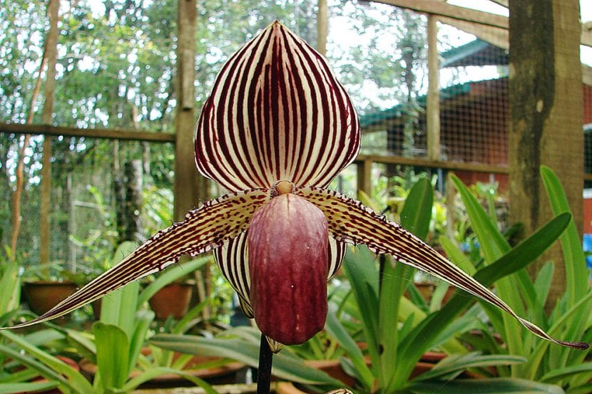 Paphiopedilum rothschildianum, la orquídea oro de Kinabalu