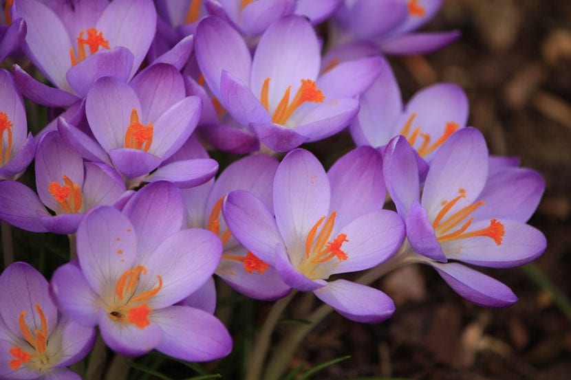 Flores de azafrán, Crocus sativus, con sus estigmas rojos