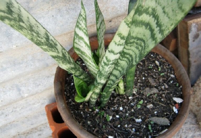 Espada de San Jorge, Dracaena trifasciata