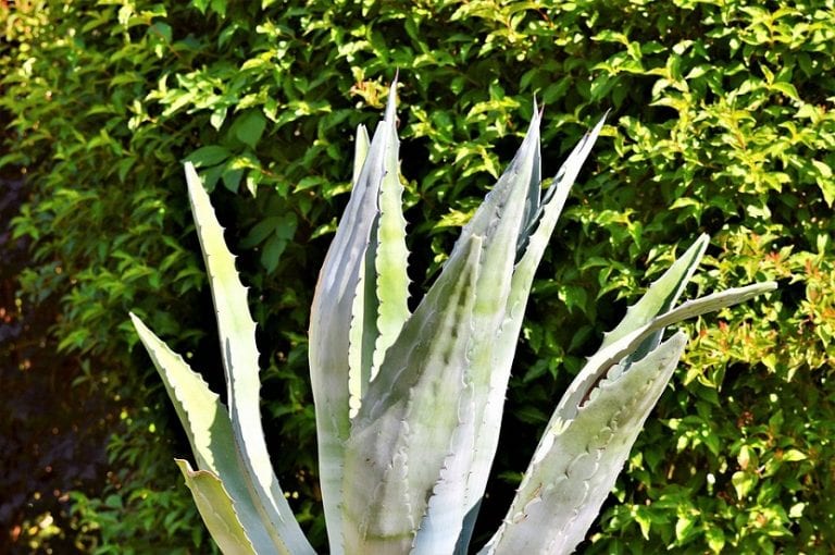 Agave en un jardín a pleno sol