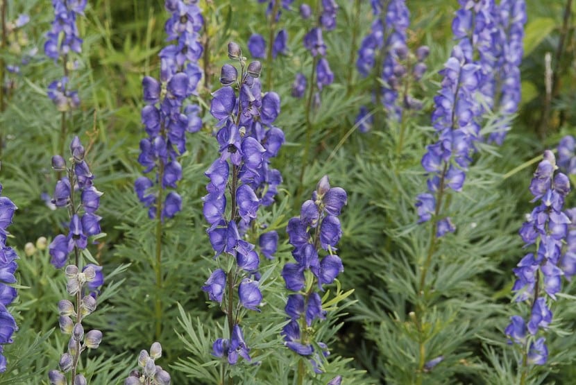 Flores azules de acónito, Aconitum napellus