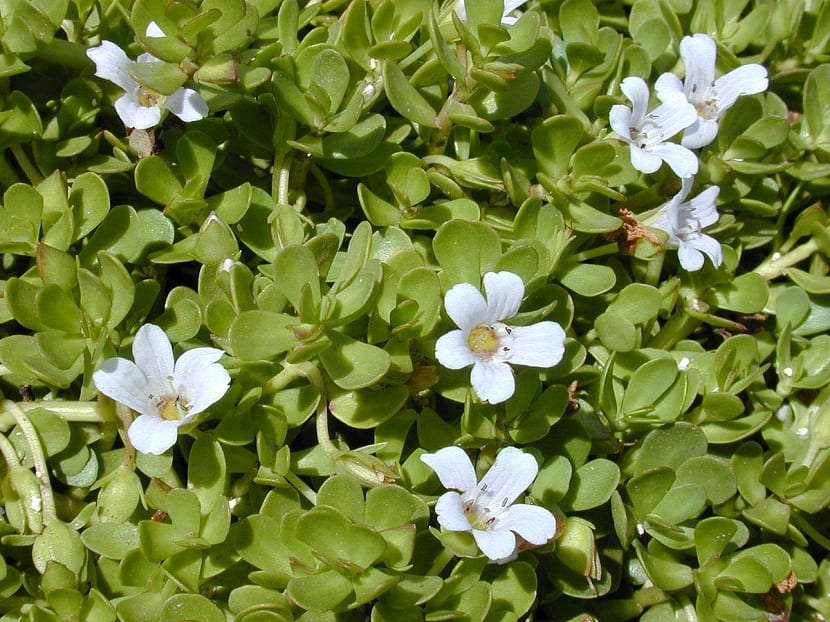 Bacopa: qué dice la evidencia y cómo se cultiva