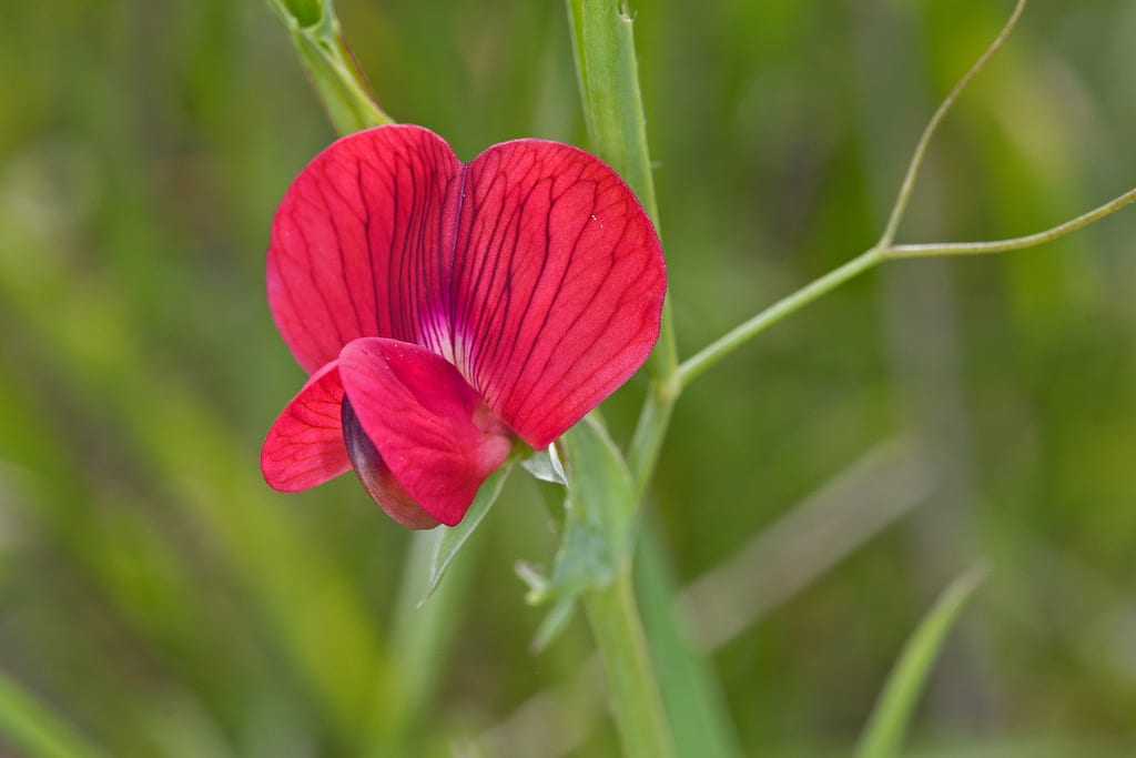 Lathyrus cicera (titarro): forraje, abono verde y latirismo