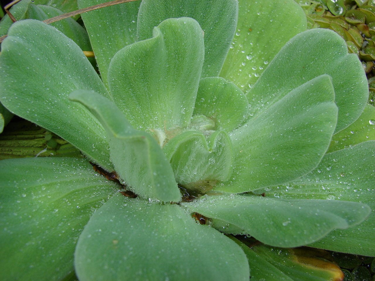 Lechuga de agua: invasora prohibida en España