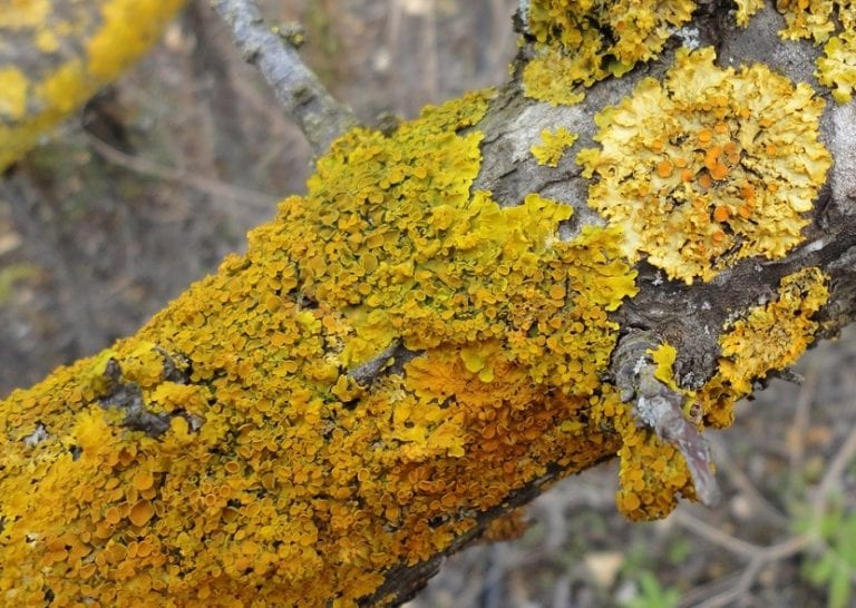 Detalle de un liquen, simbiosis de hongo y alga