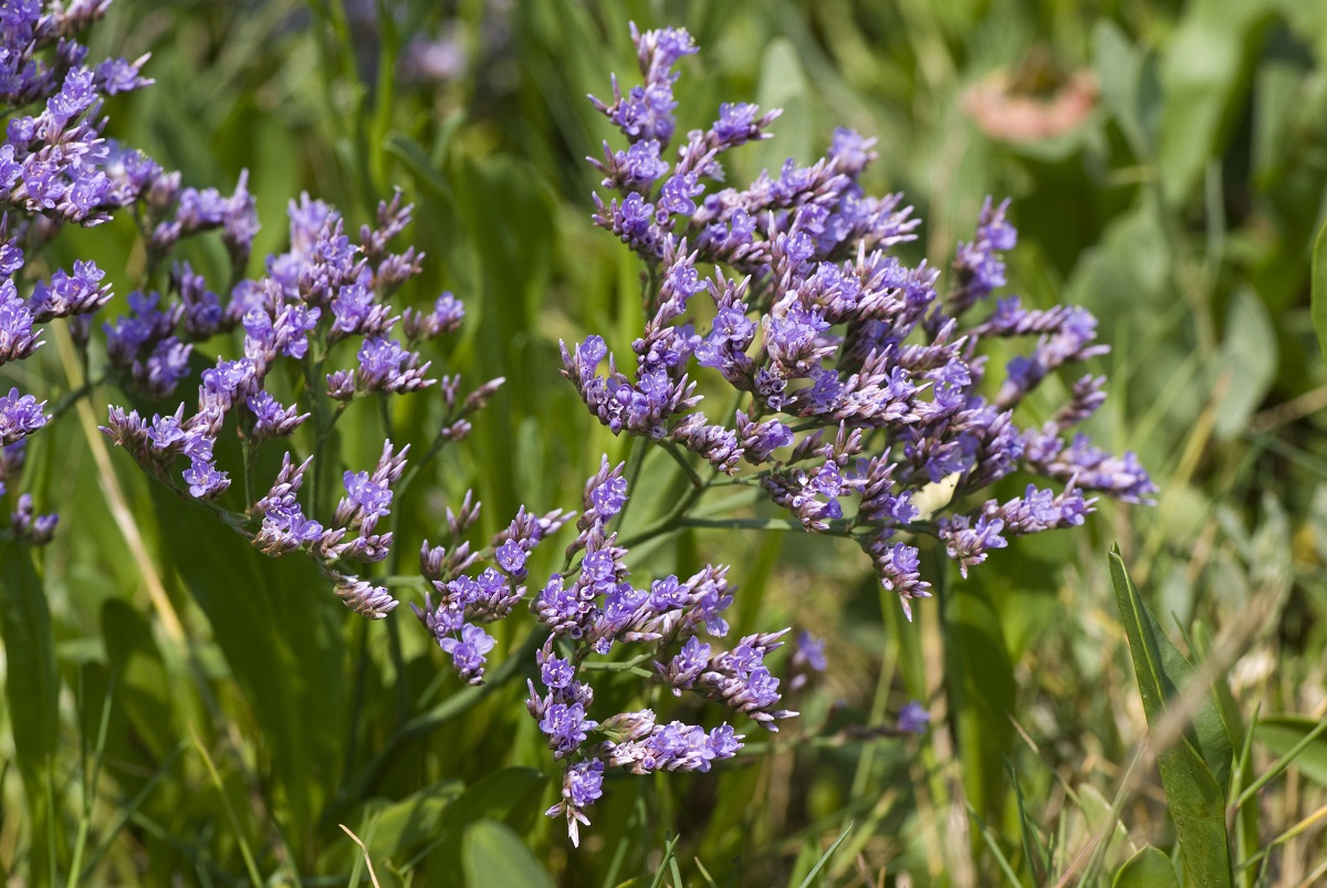 Limonium vulgare: cultivo, riego y secado de la siempreviva