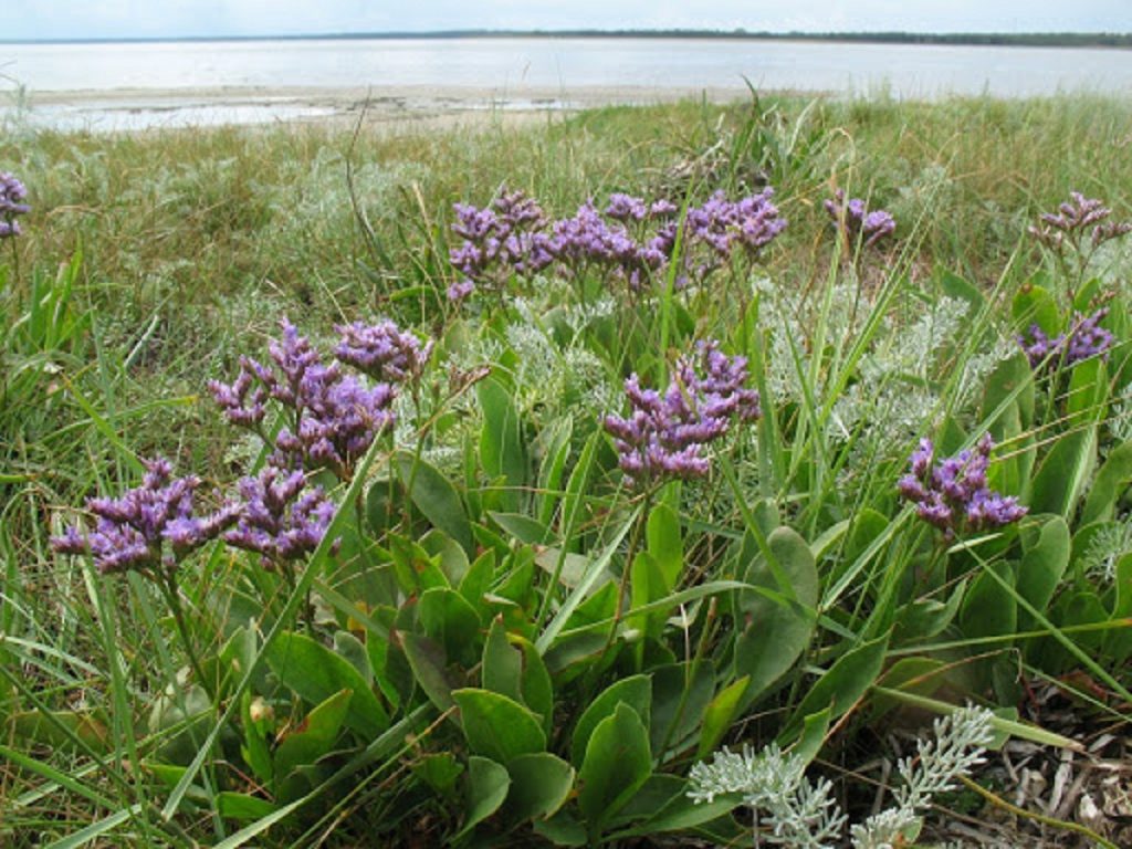 Planta de Limonium vulgare junto al mar con flores de color morado