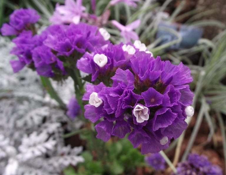 Limonium sinuatum en floración