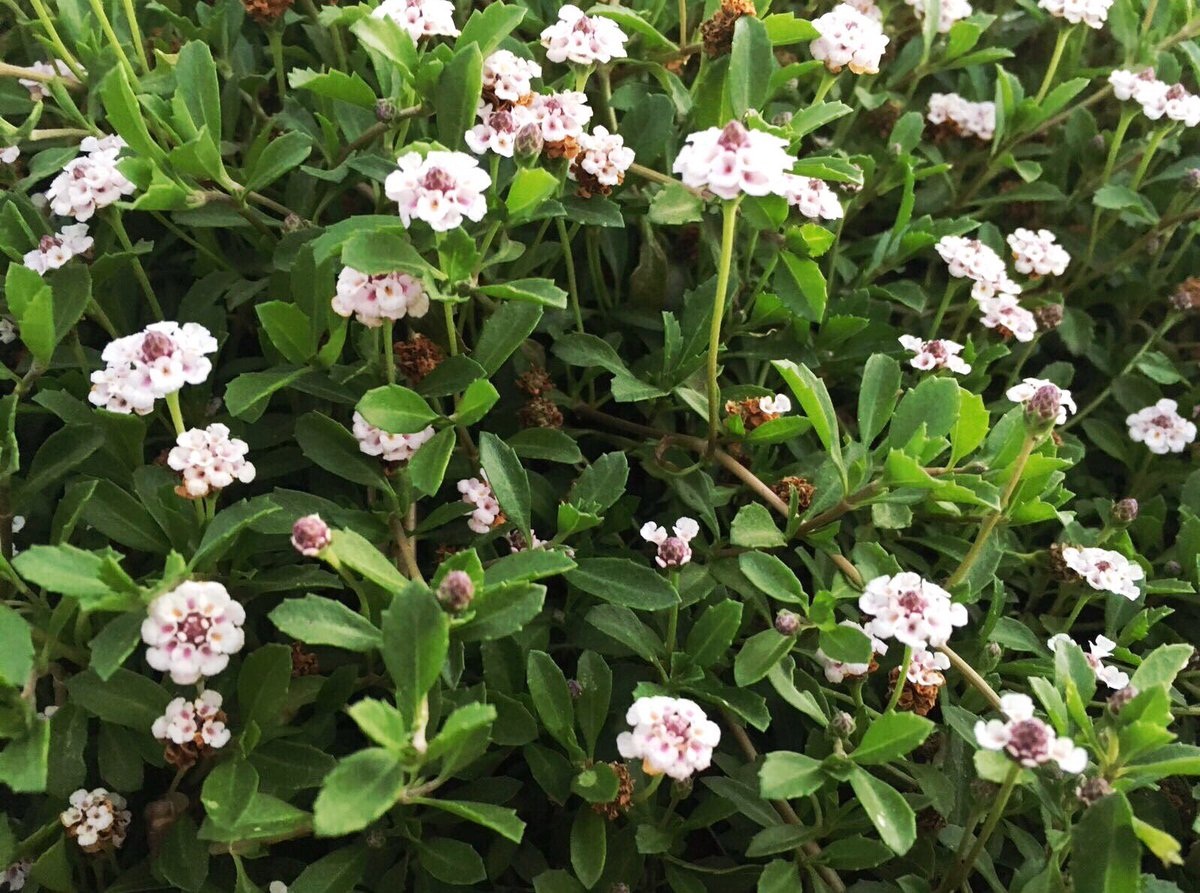 Tapiz de lippia cubriendo el suelo de un jardín