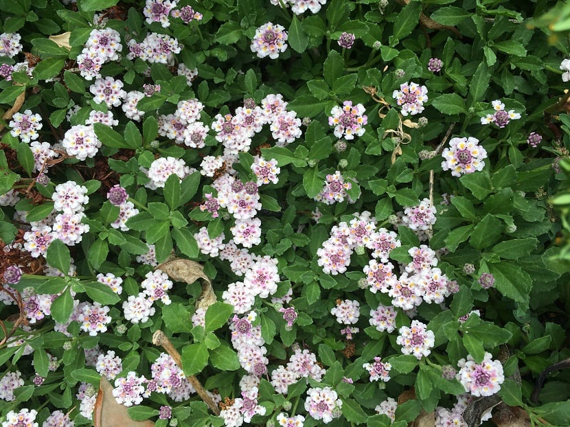 Phyla nodiflora (Lippia): botánica y ecología