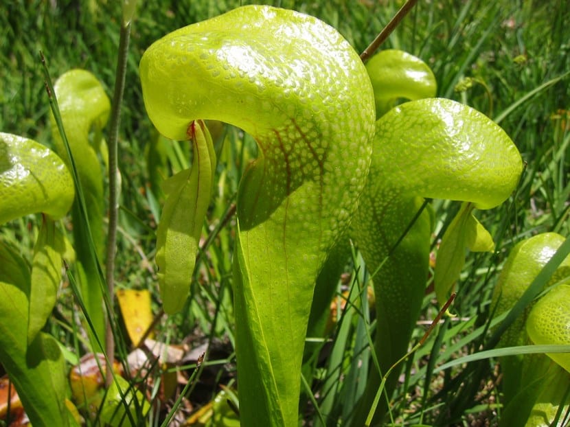 Colonia de lirio cobra, Darlingtonia californica, en cultivo