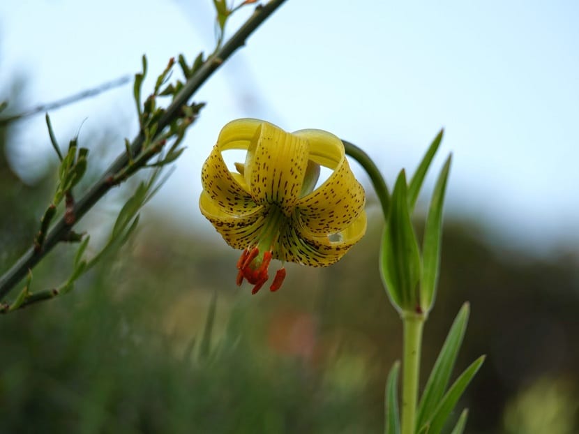 Lirio de los Pirineos (Lilium pyrenaicum): guía real
