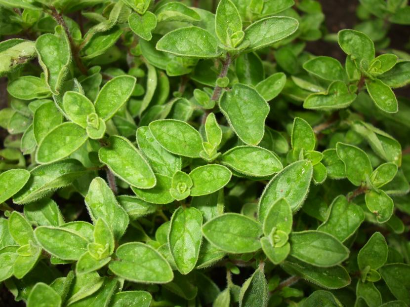 Cultivo del orégano: variedad aromática, riego y secado