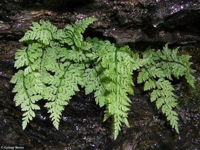 Asplenium adiantum-nigrum, culantrillo negro