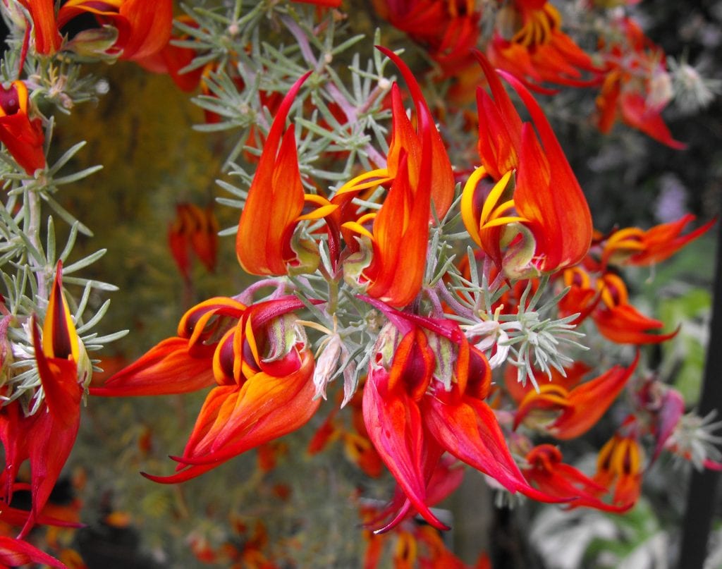 Lotus maculatus (pico de paloma): cultivo y conservación