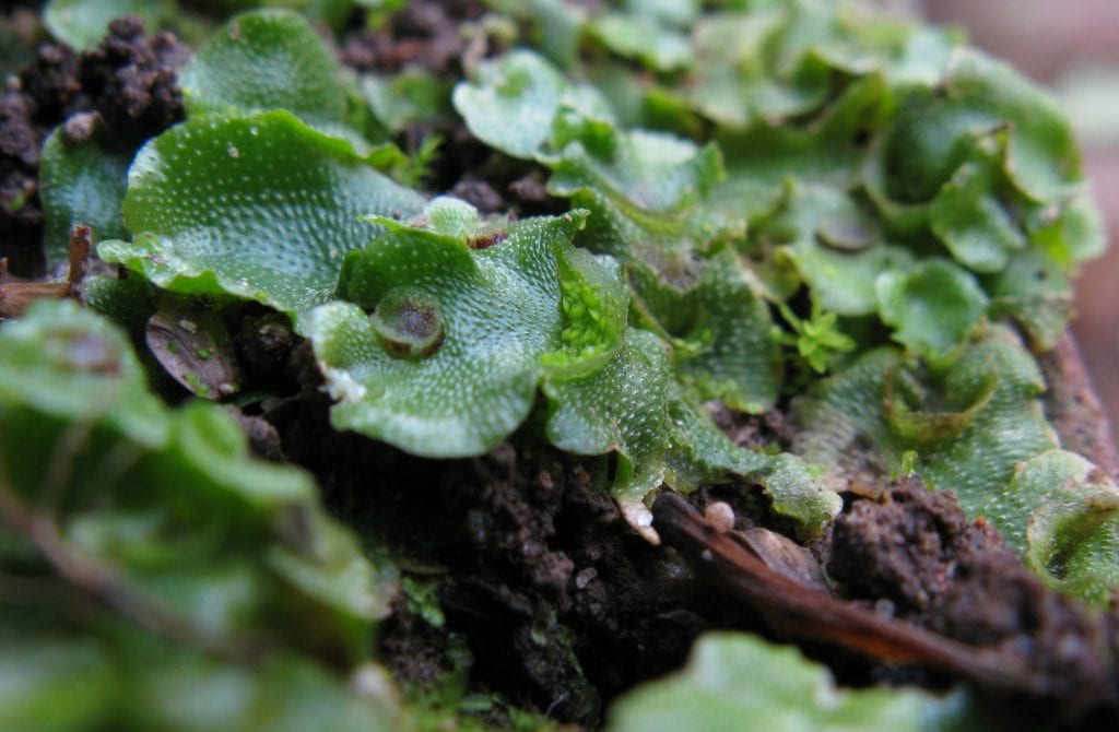 Colonia de Lunularia cruciata creciendo en su hábitat húmedo y sombrío