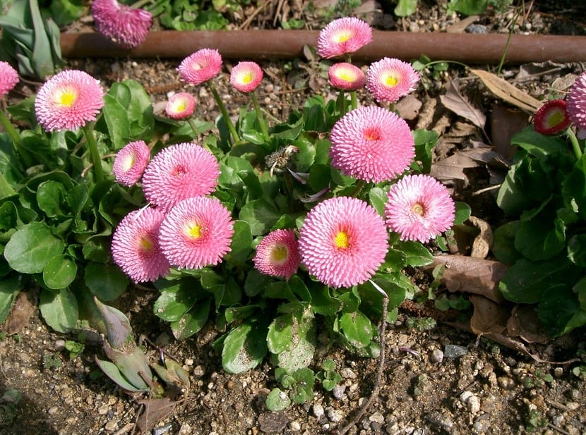 Margarita de los prados (Bellis perennis): la flor del césped