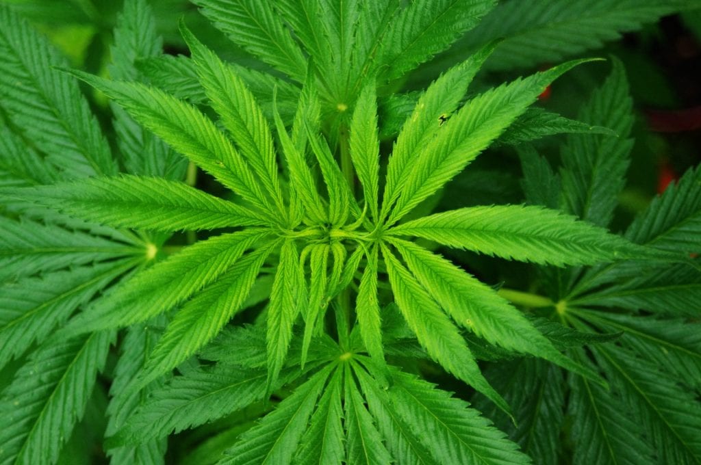 Planta de Cannabis sativa con sus hojas palmeadas características