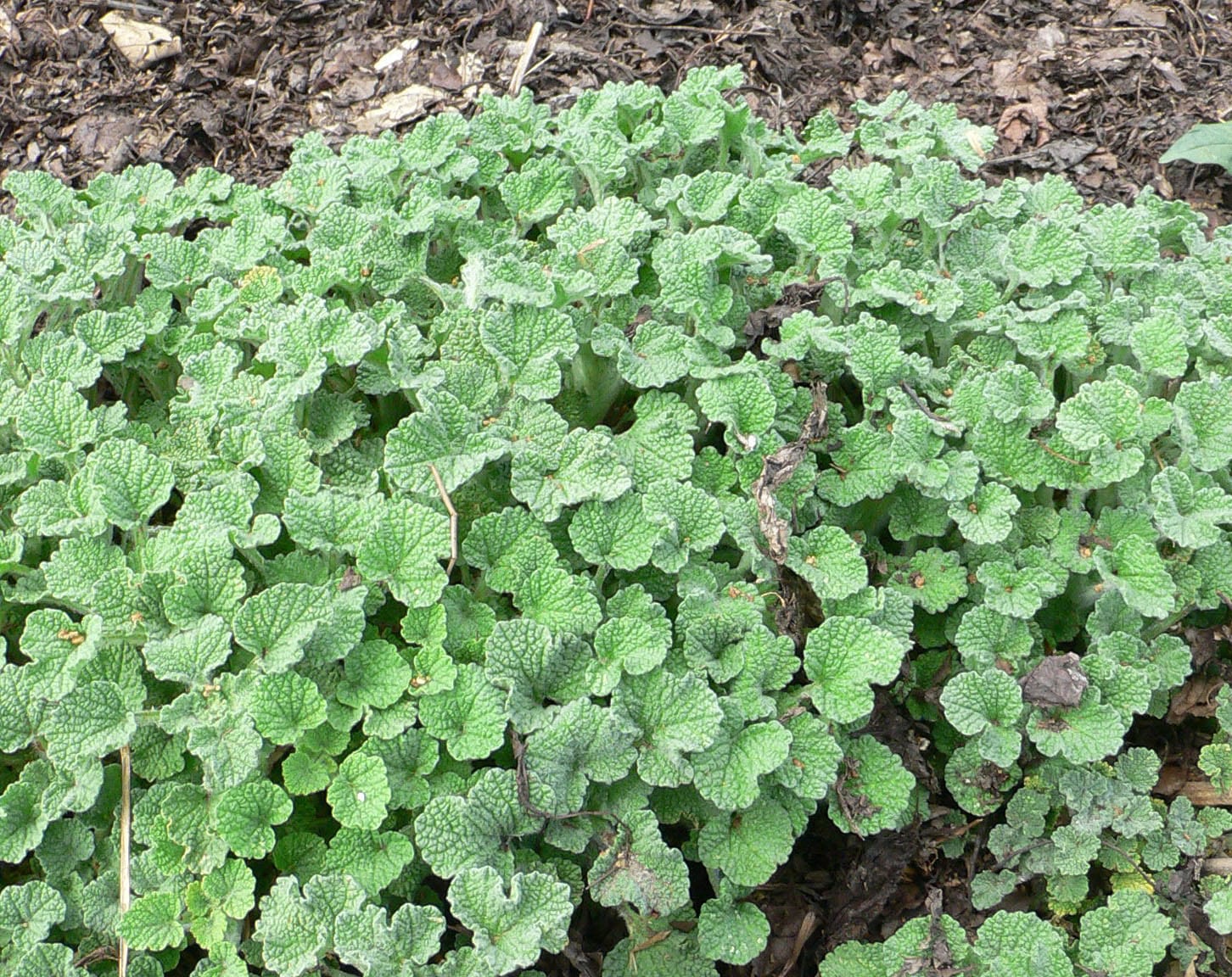 Marrubio (Marrubium vulgare): cultivo, néctar y cautelas