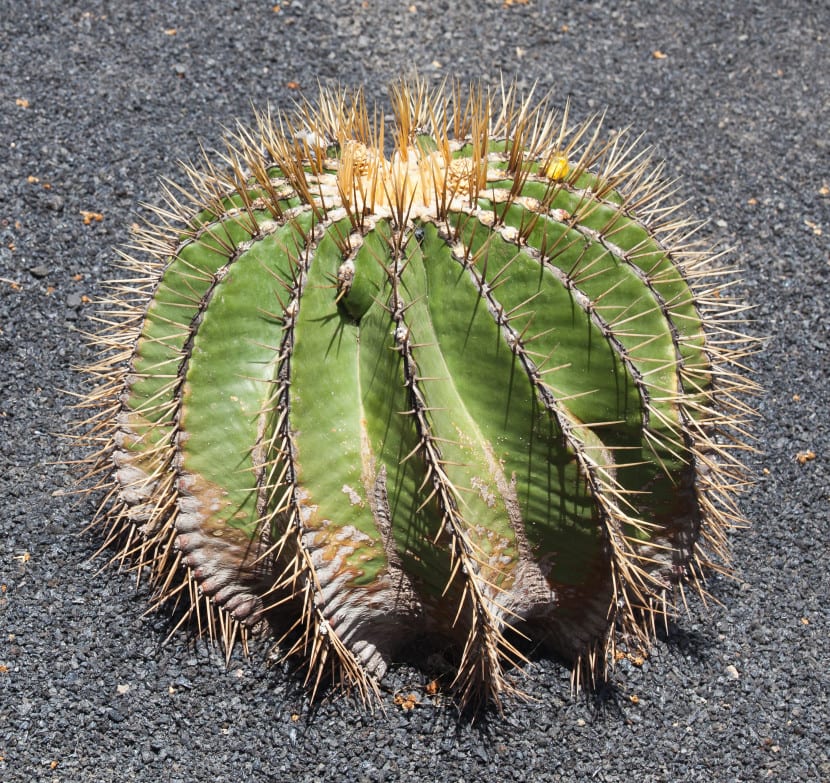 Espinas de un cactus del género Ferocactus, hojas transformadas en púas