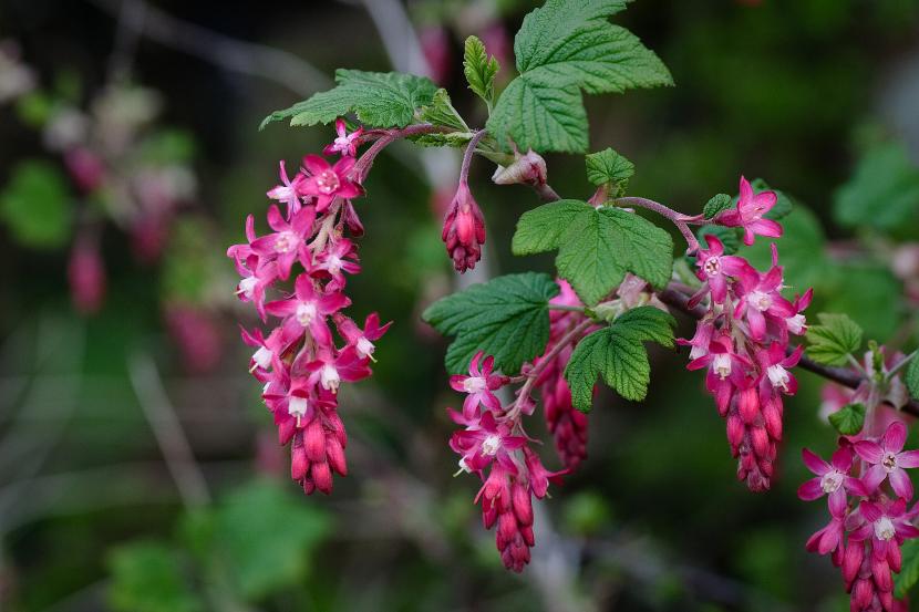 Mecanismos de defensa de las plantas: química y estructura