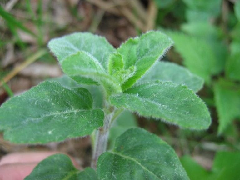 Mentha aquatica en el borde de un estanque