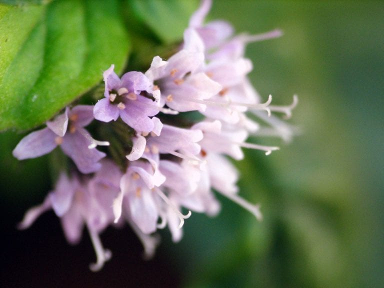 Flores globosas de Mentha aquatica