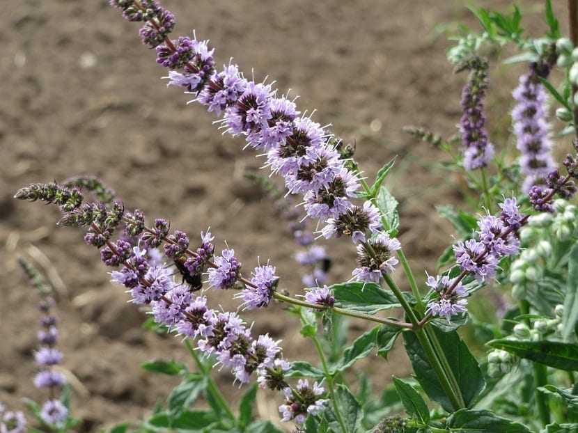 Mentha spicata (hierbabuena): cultivo, corte y roya