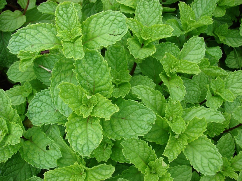 Hojas de menta recién cortadas